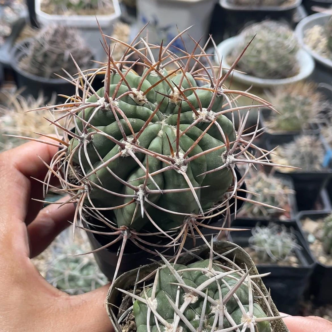 【闪购商品】组合实生666