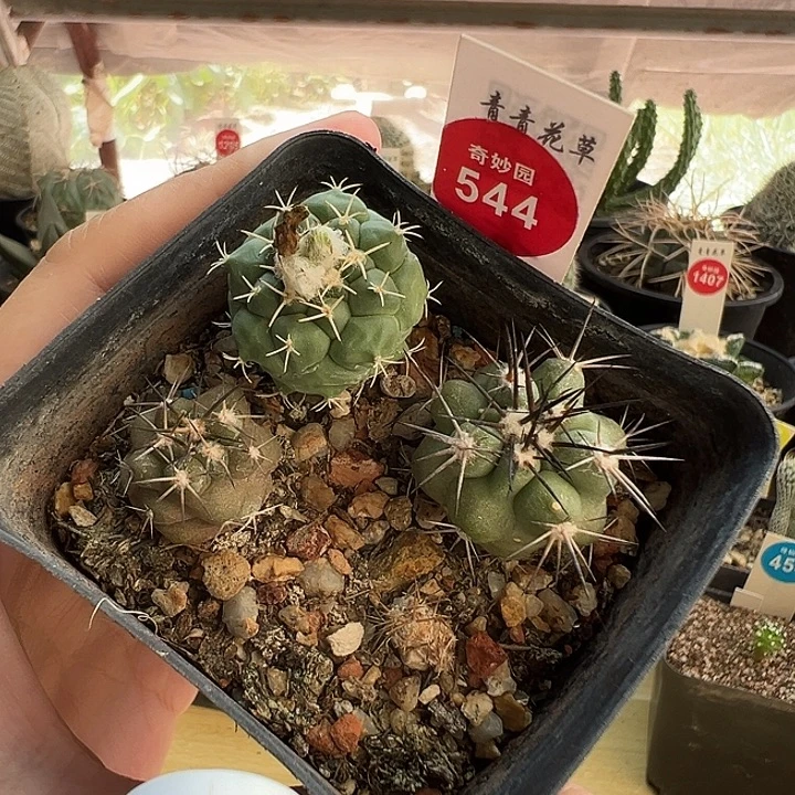 实生两棵龙爪球加华丽玉