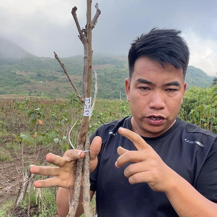 快***身当前无花栽培后可以开花257