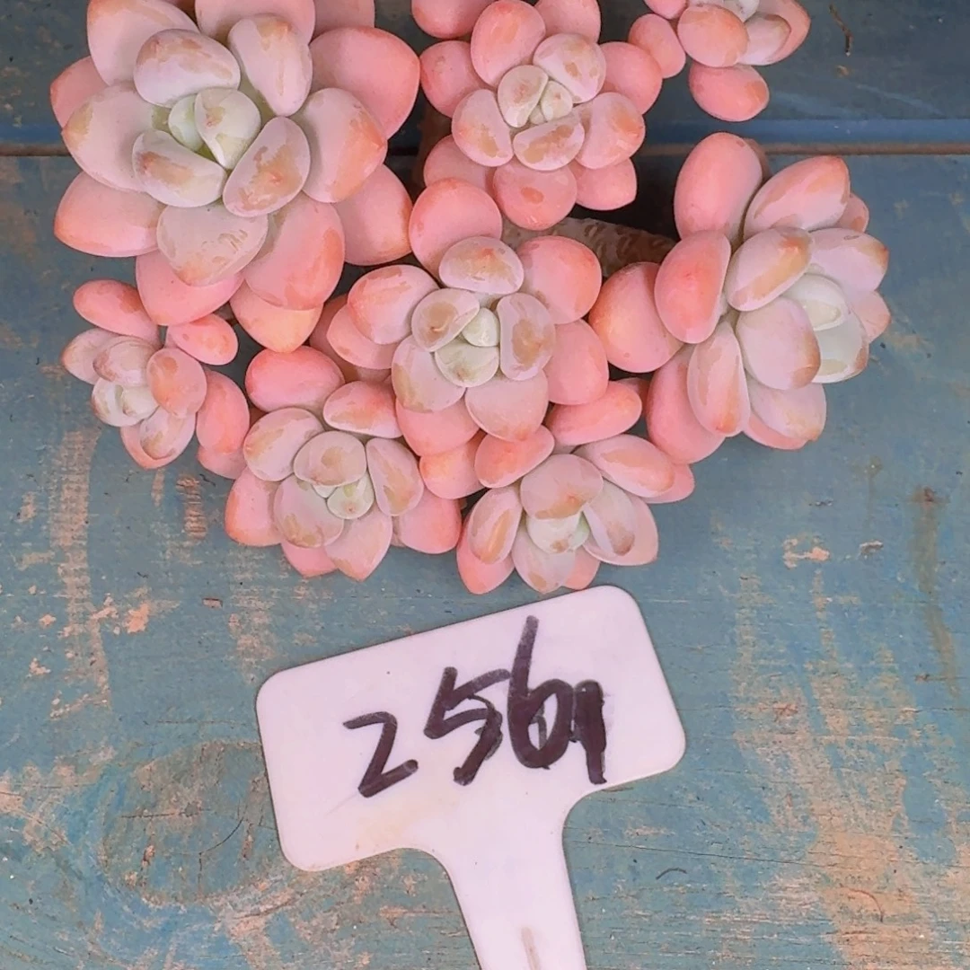 多肉植物的生长发育和