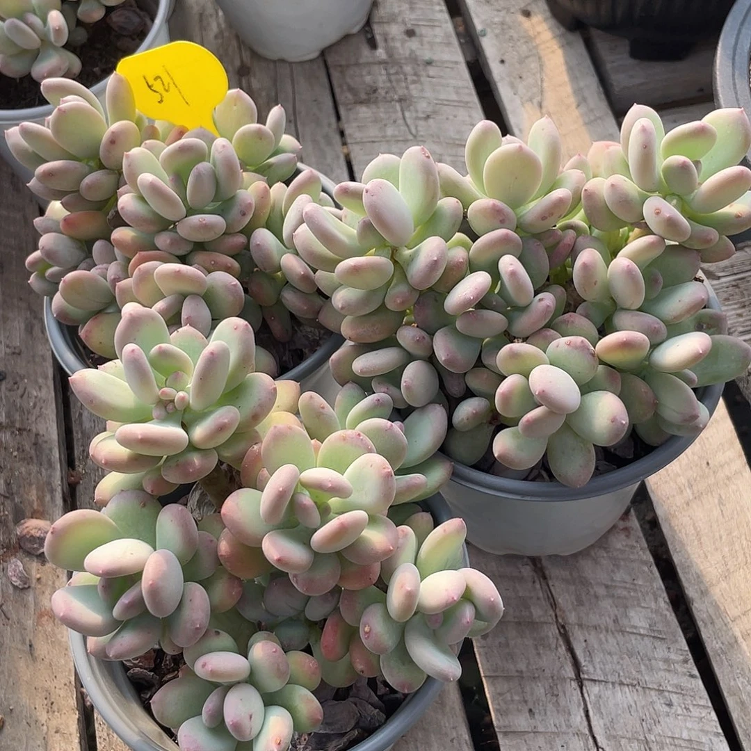 三盆三日月美人多肉521