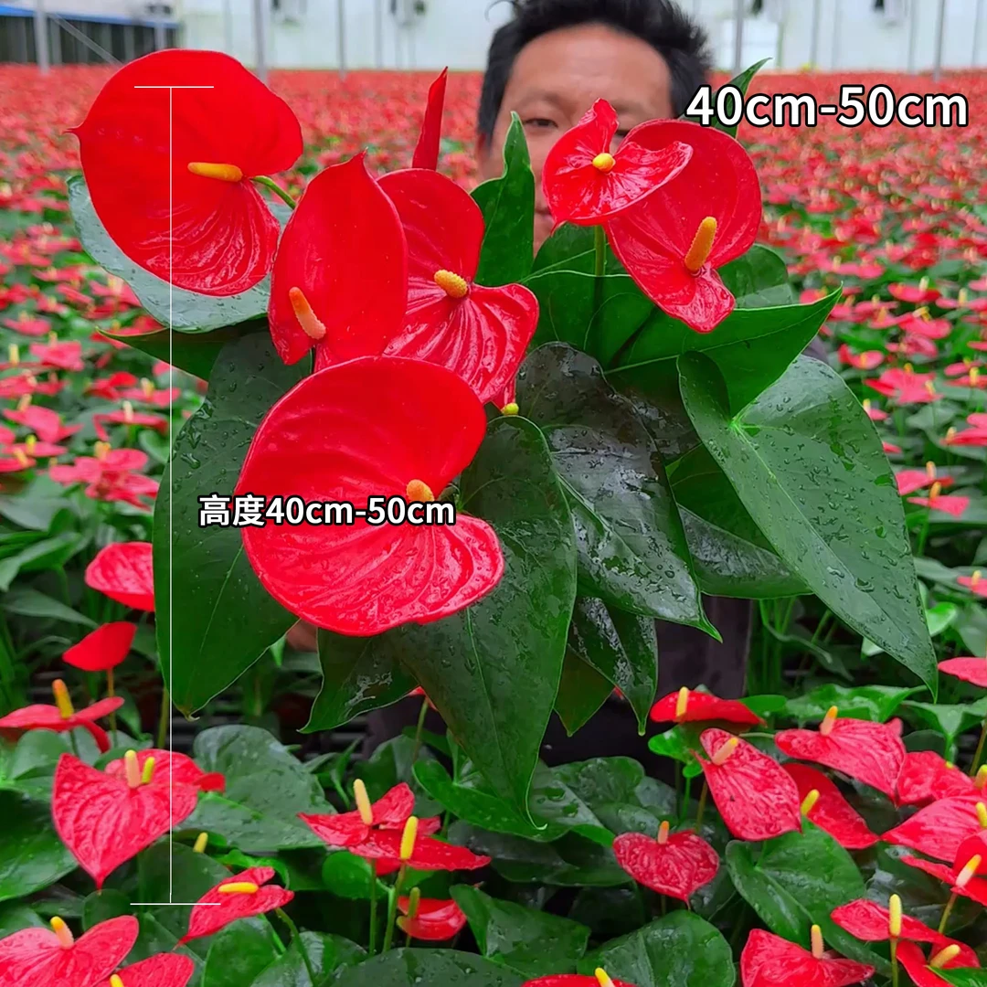 水培红掌室内客厅绿植四季开花好养活净化空气