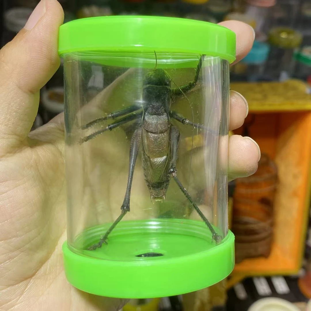 精品蝈蝈纸筒蝈蝈罐套装新脱包风险