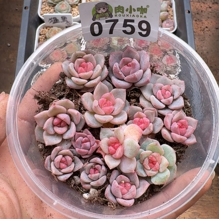 多肉植物多肉植物