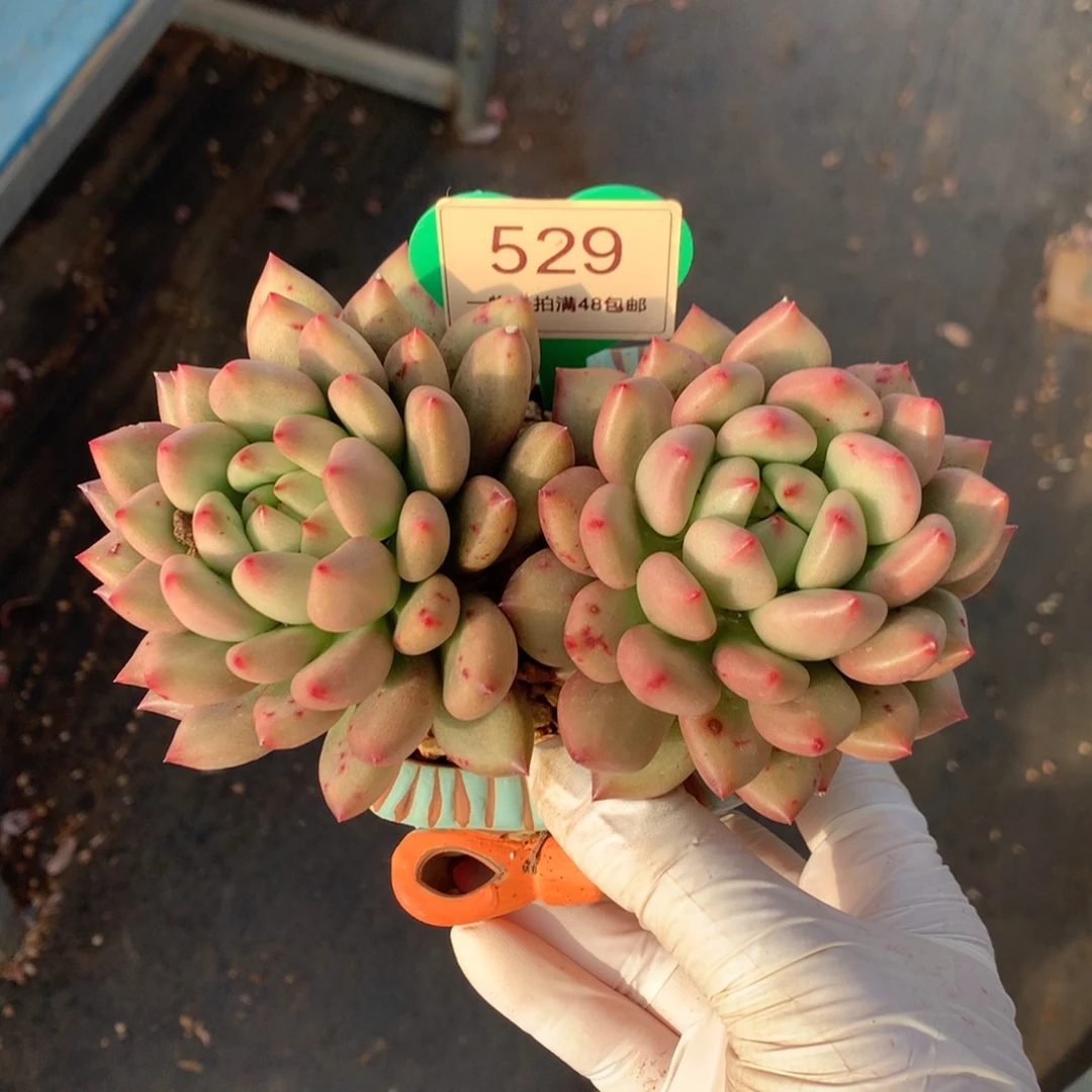 米其林无砍一物一拍529