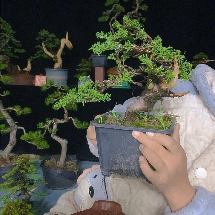 无花朵真柏盆景造型