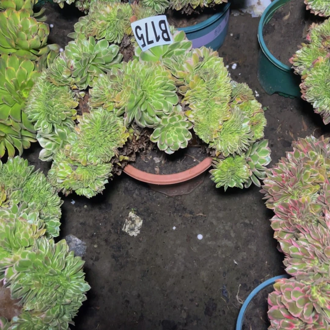 海王法师16/////10包邮