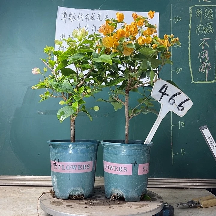 当前无花栽培后可以开花口红  加州黄金 466