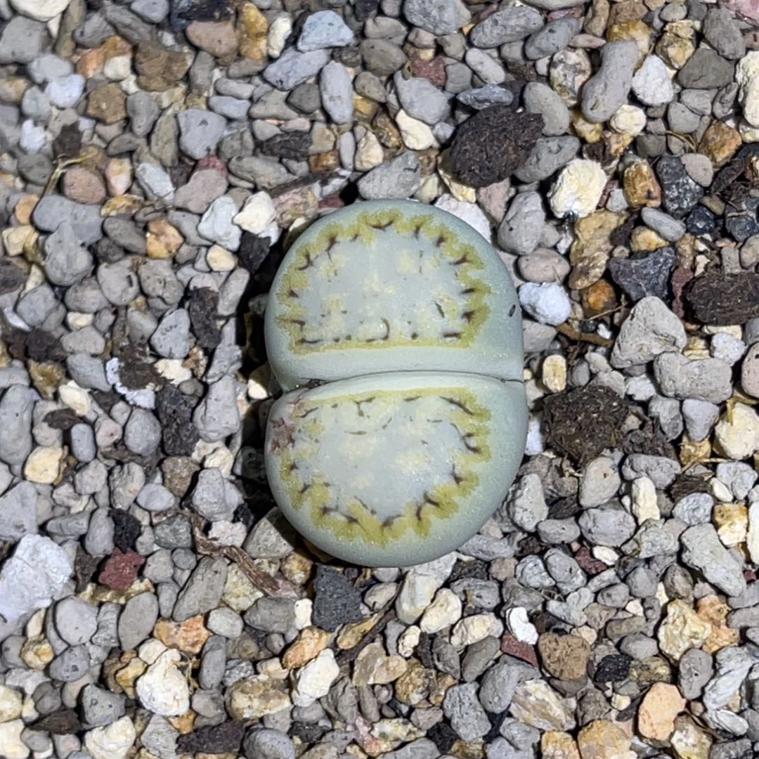 6810金边黄绿饼干一颗