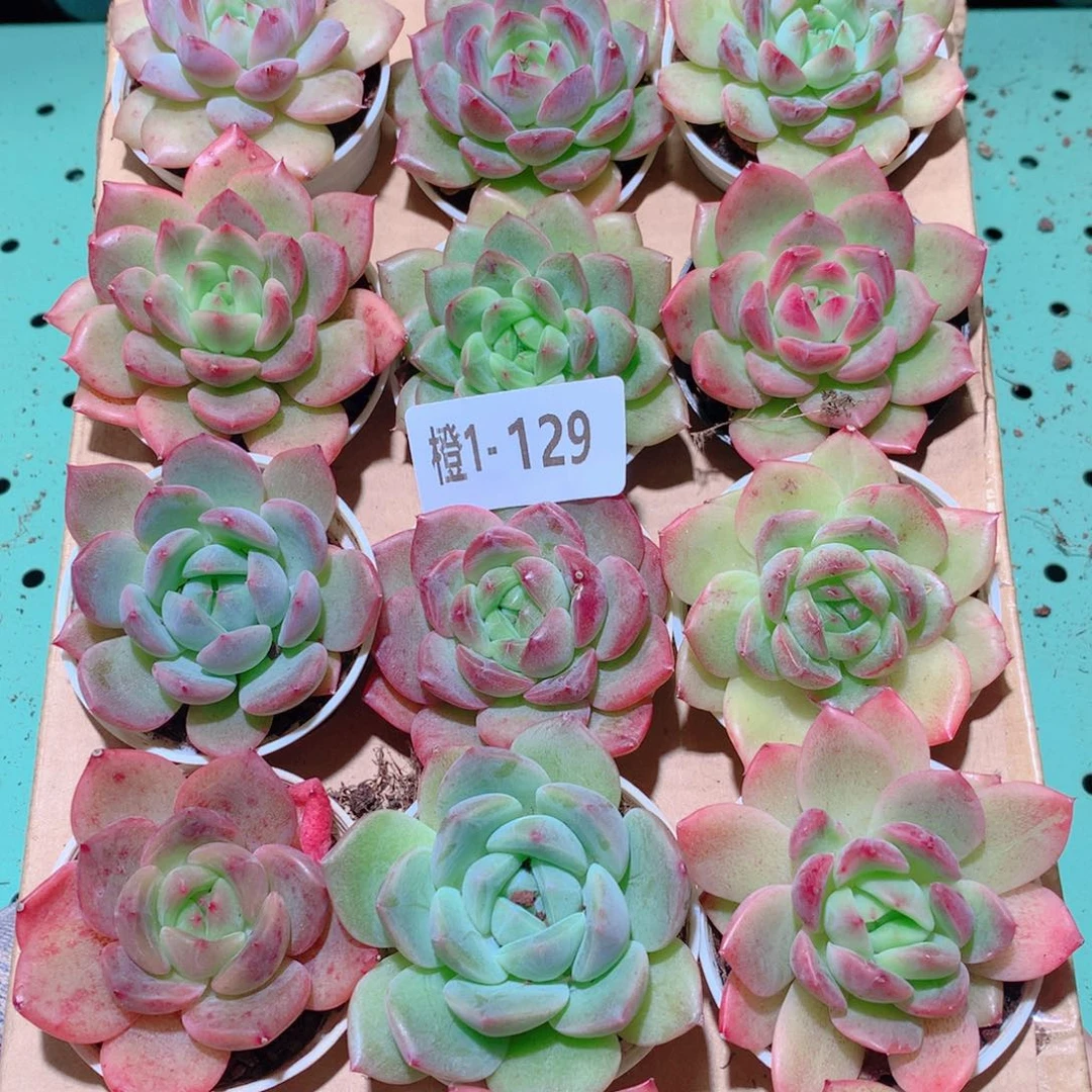 1-129一物一拍多肉带盆18颗