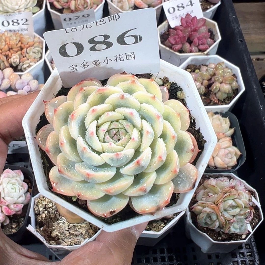 086号姬莲锦一物一拍满18包邮