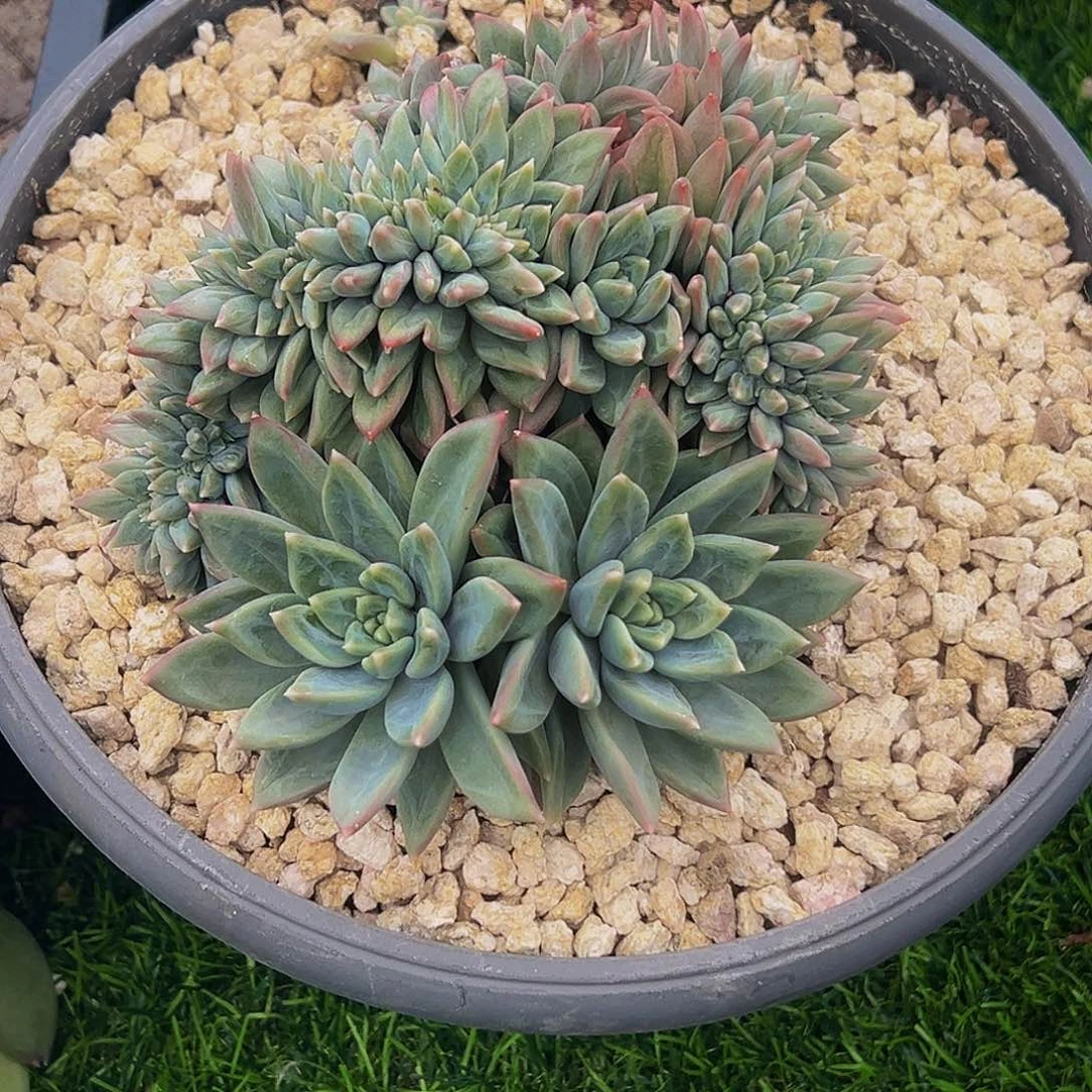 鱼****鱼姐 美人缀化 寄养