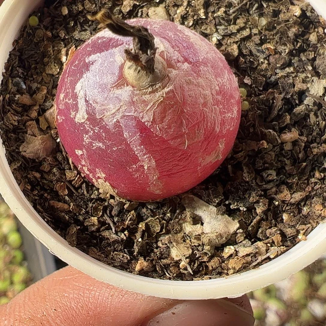 一物一拍带盆土发。  433