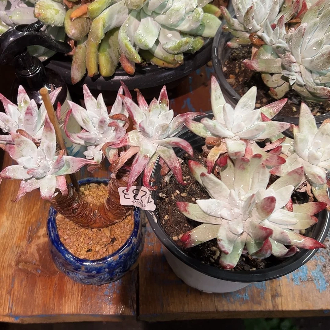 星*初霜苹果叶仙女杯多肉。