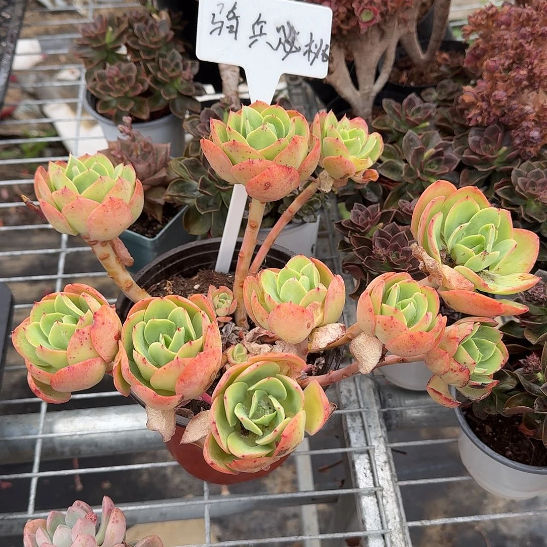 奇兵碧桃多肉植物