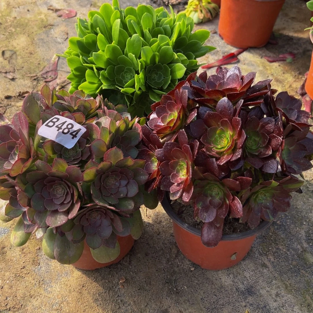 小*子法师多肉植物484