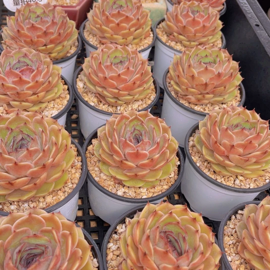 量拍40号 糖心昂斯诺大单头一个