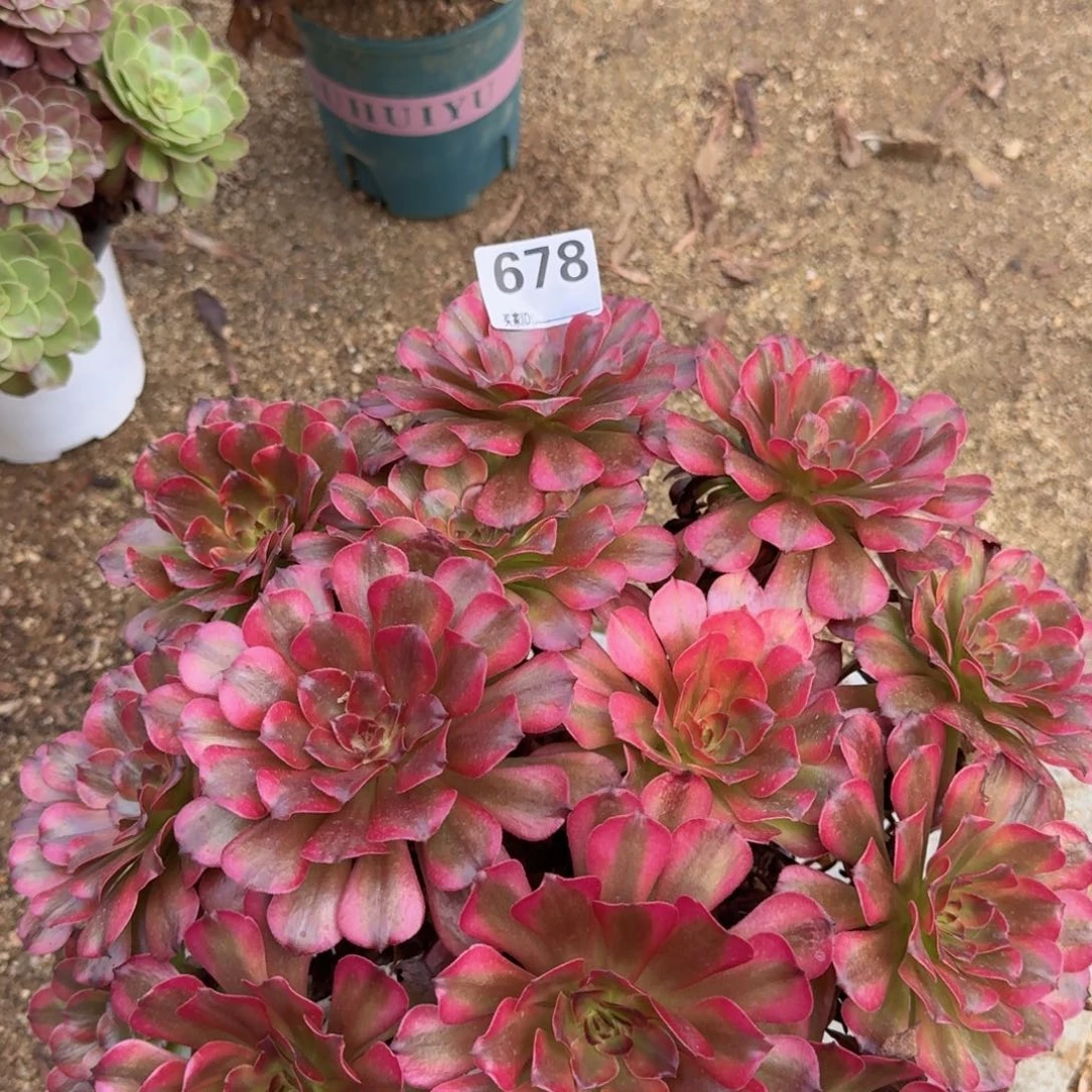 678美姬多肉植物