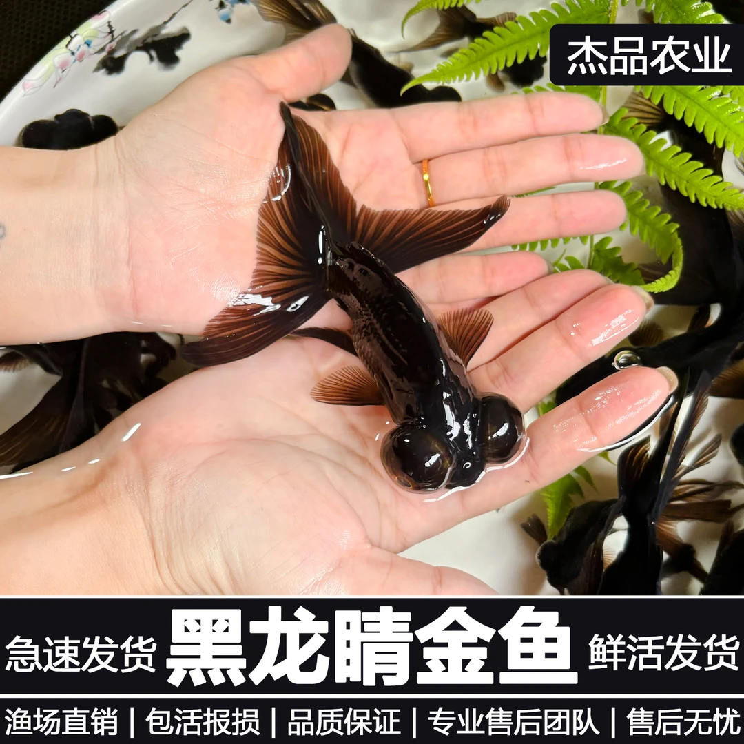 【人工精选】小金鱼观赏鱼活体好养耐活龙睛鸿运传统冷水鱼宠物鱼