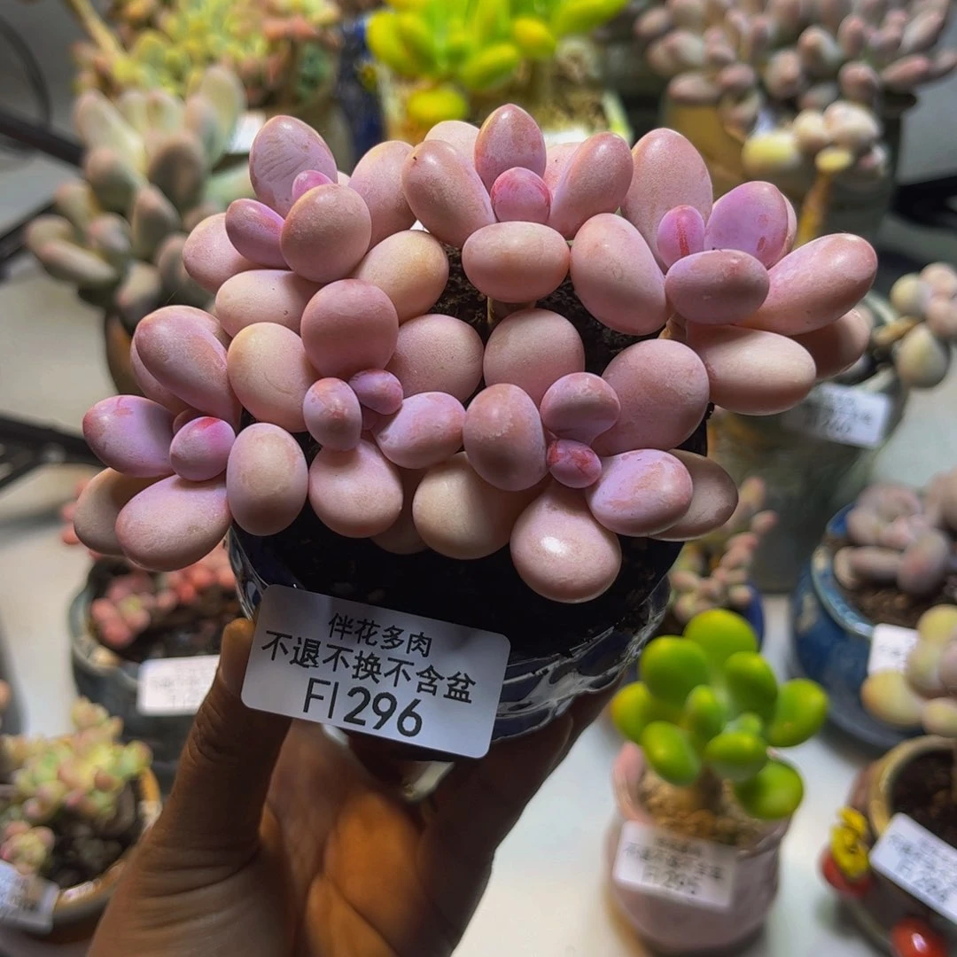 糖果桃蛋296/9cm多肉