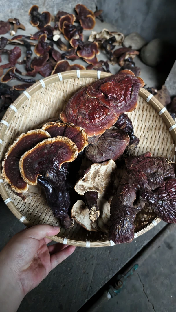 【滇西甄选】白心白肉灵芝可煮水泡酒滋补煲汤250g起