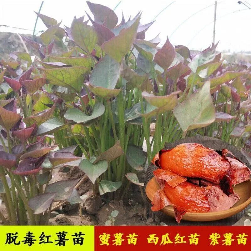 红薯蜜薯商薯红皮黄心地瓜西瓜红苗红薯秧红薯秧苗