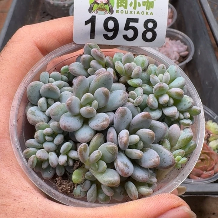 多肉植物多肉植物