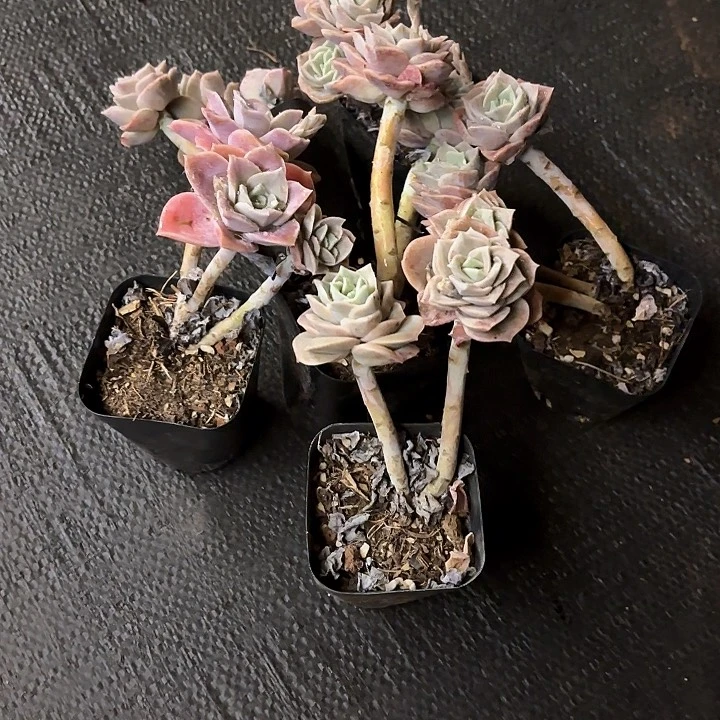 多肉植物，可爱玫瑰6颗