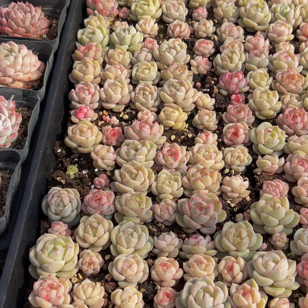 美***坊752多肉葡萄领导人物