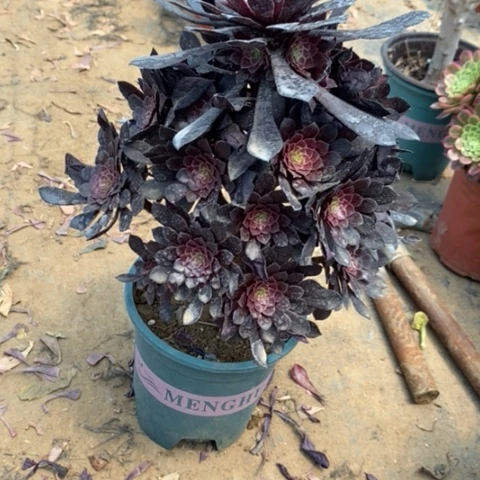 黑桐3多肉植物法师法师f s