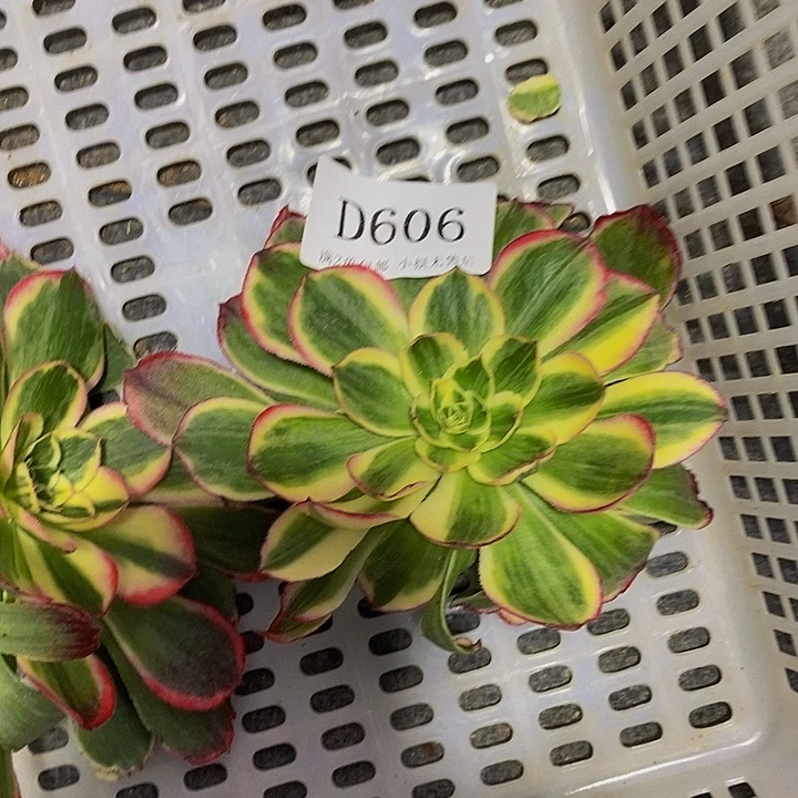 606玉芙蓉多肉砍头无根