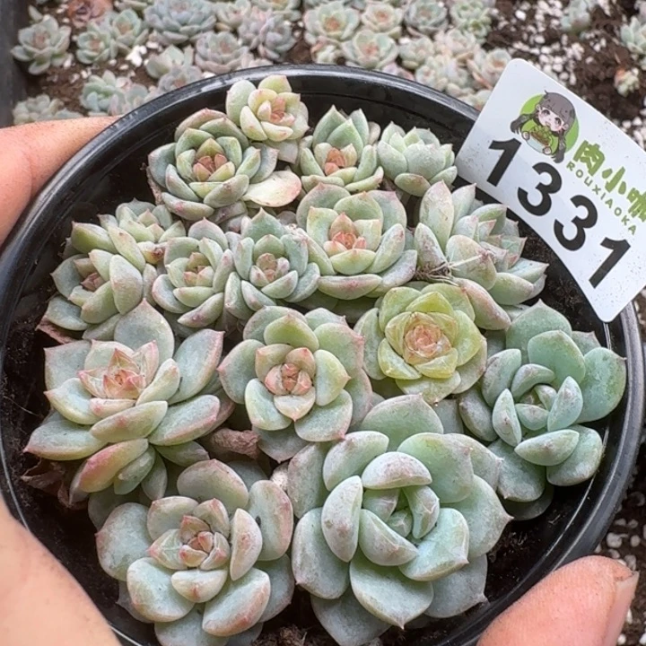 无花朵多肉植物多肉植物
