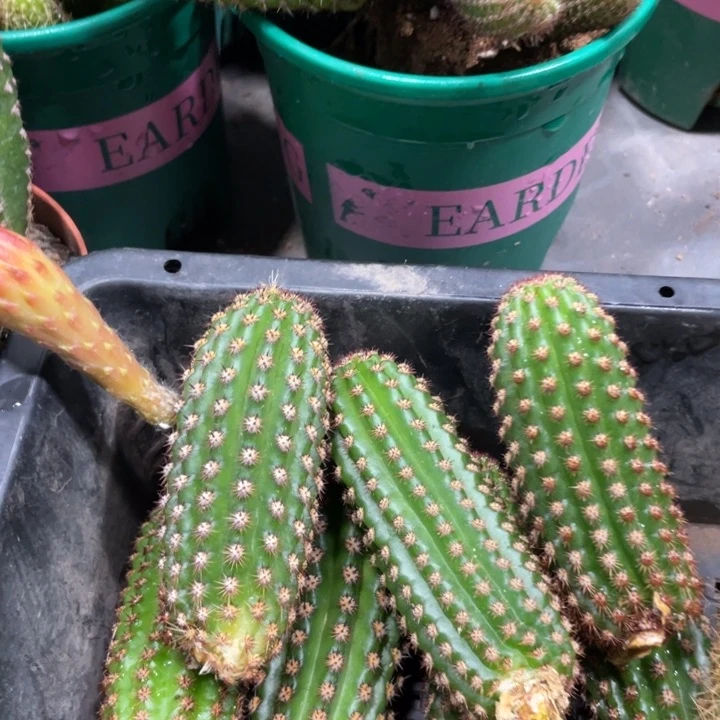 进口金妞金1侧芽一个