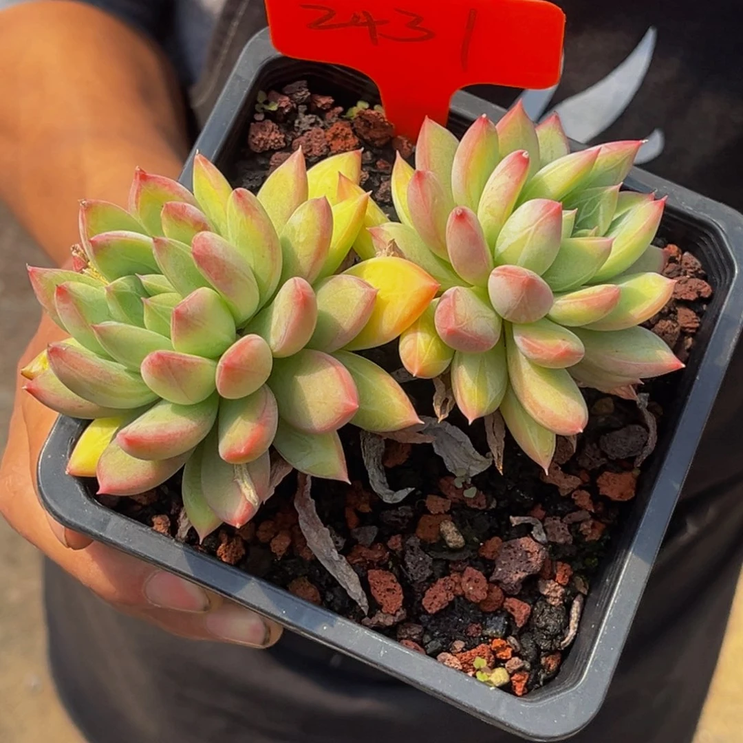 刘*2431号上午多肉植物群生多肉