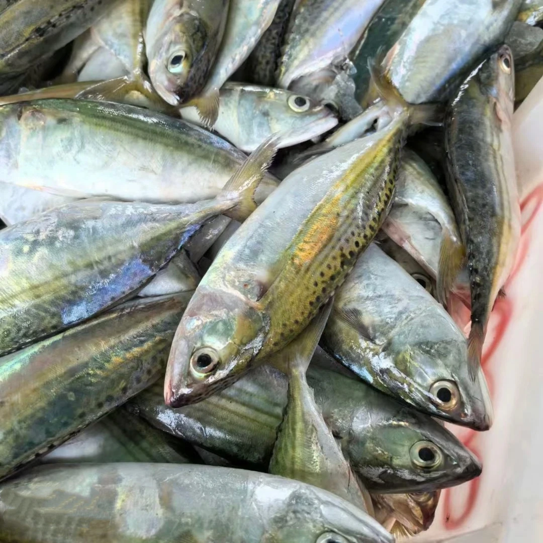 野生巨好吃的白面鱼 灯照浅海货 肉嫩肉香腹部太嫩个别腹部会漏刺