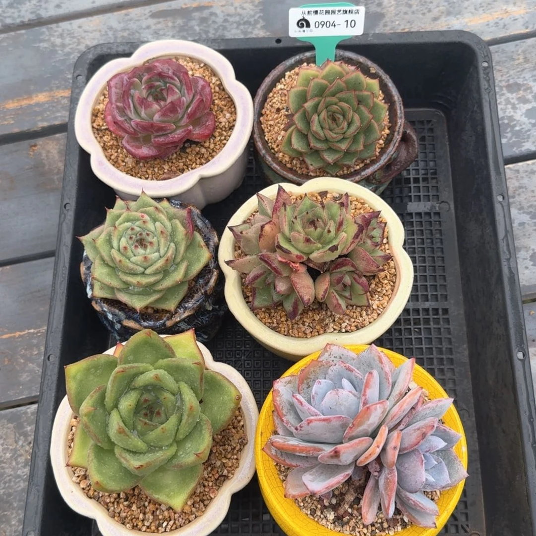 从前慢多肉精选编号0904.10