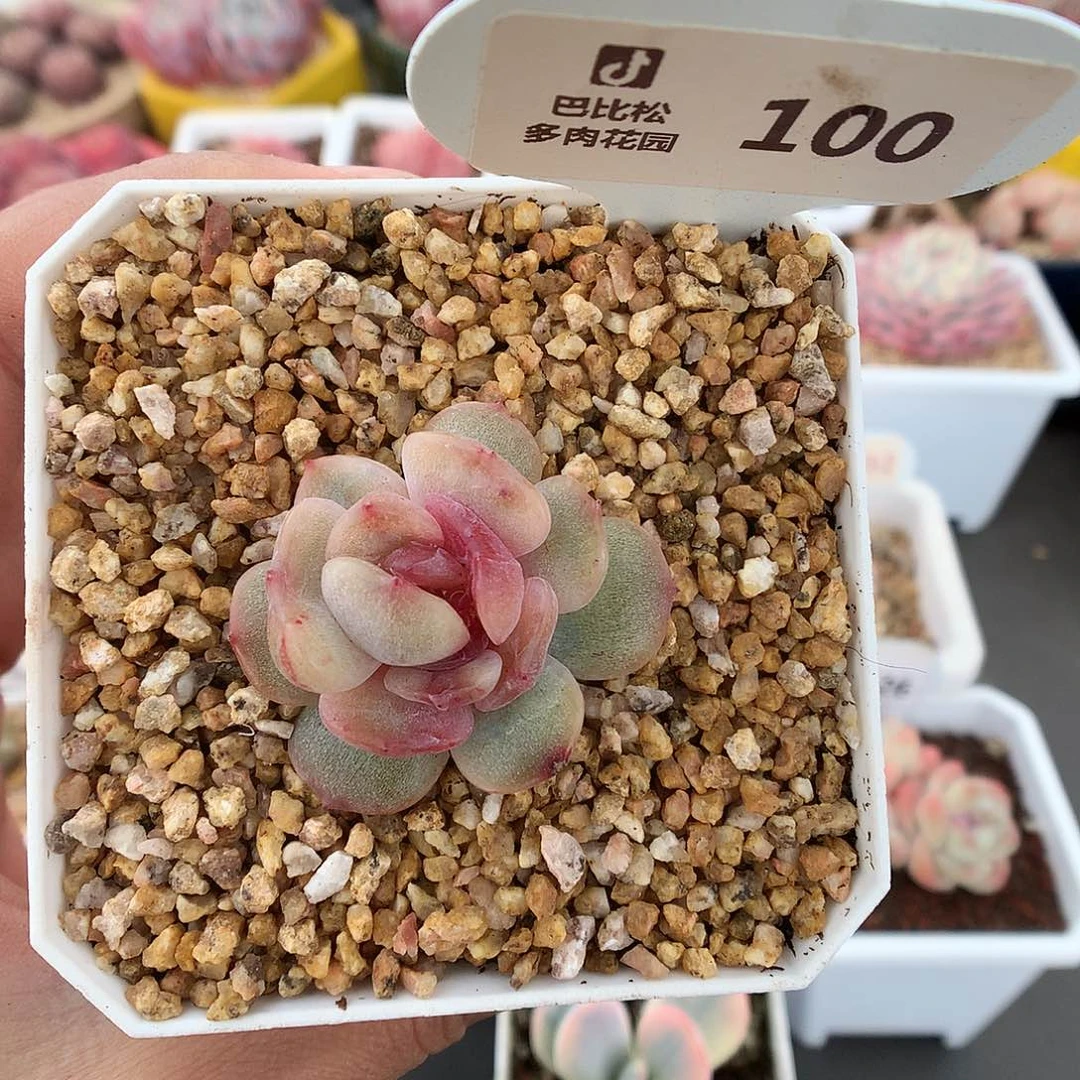 泡**.100红恋石化多肉