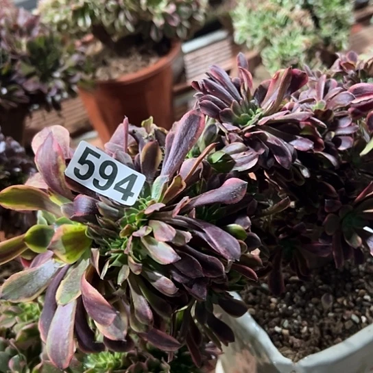 琳***儿多肉植物一个欧嘉莉594