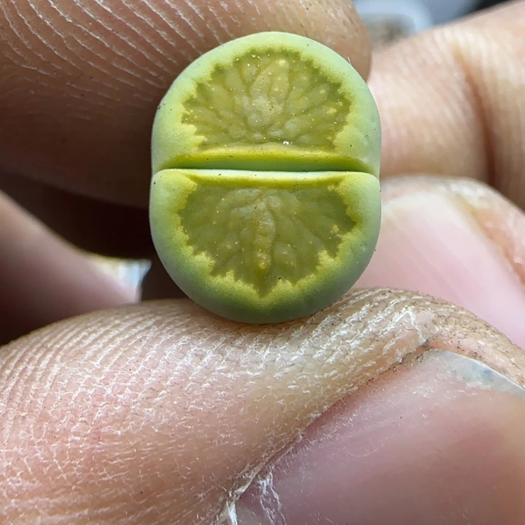 751开播福利生石花大棚直播