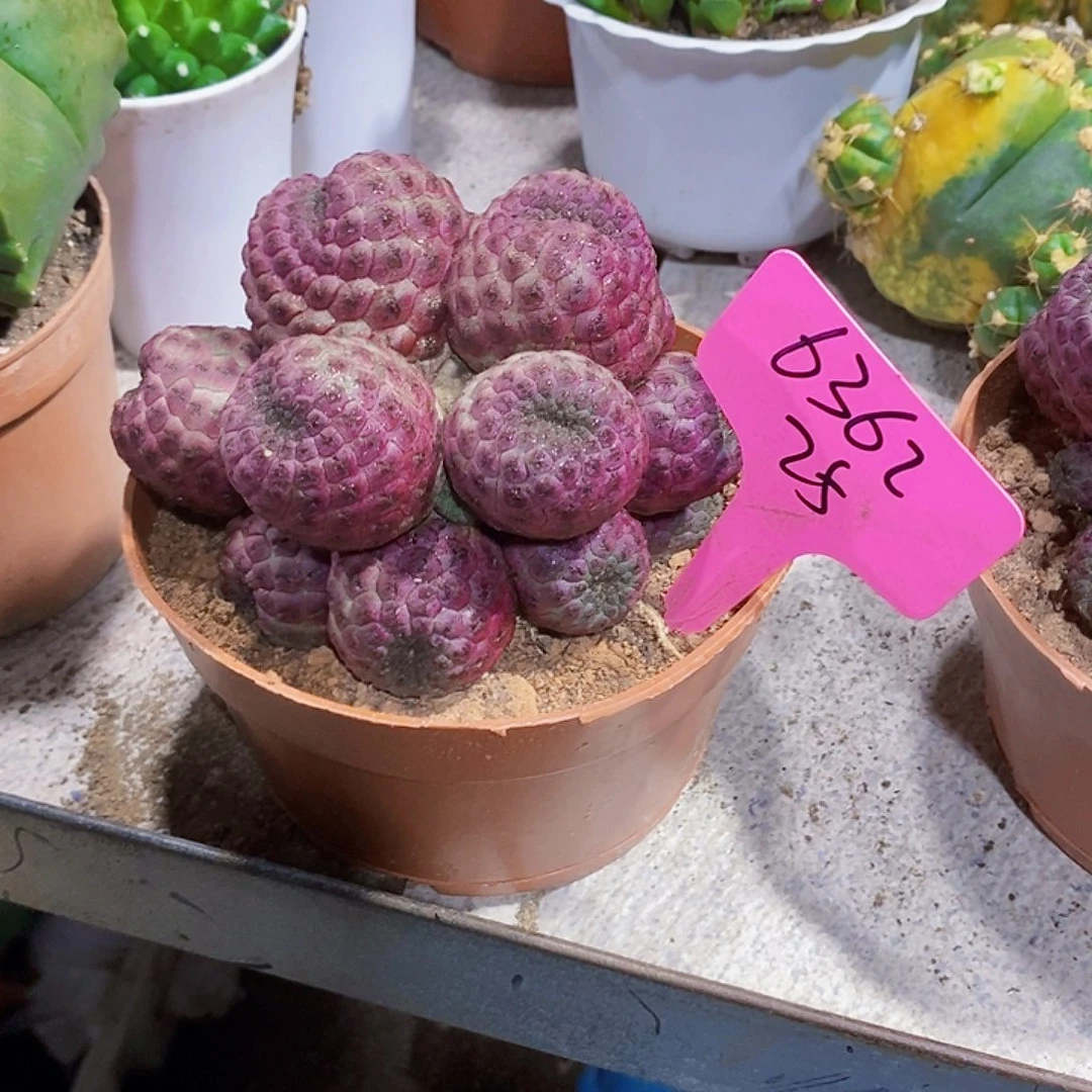 无花朵6362号紫里丸11111111111个