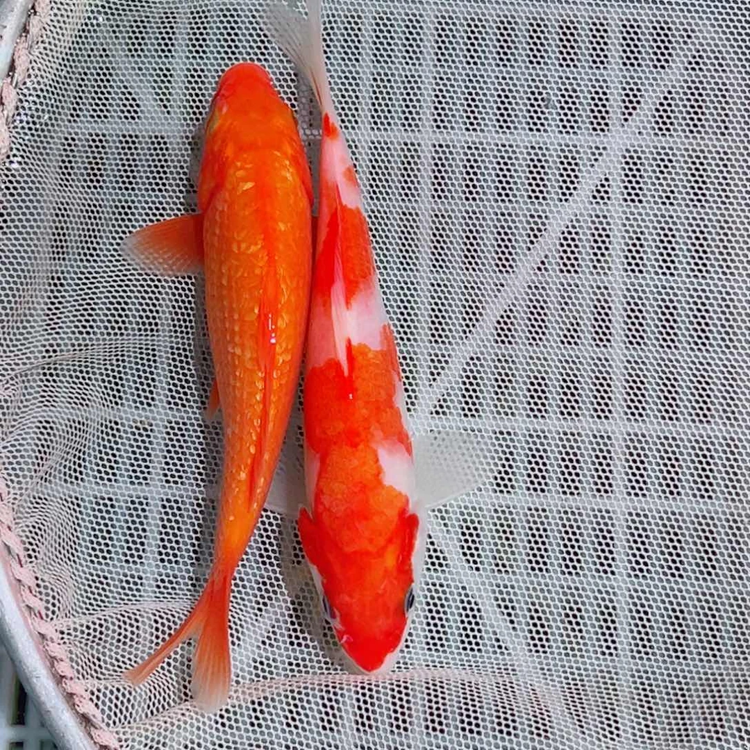 海水鱼锦鲤观赏鱼