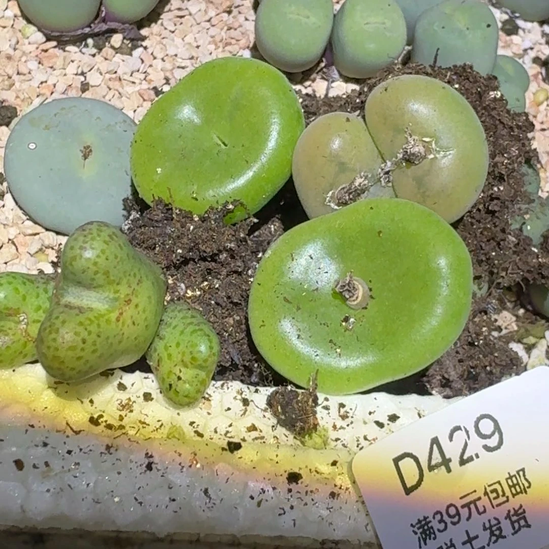 巴*鱼429多肉哈哈哈哈哈哈