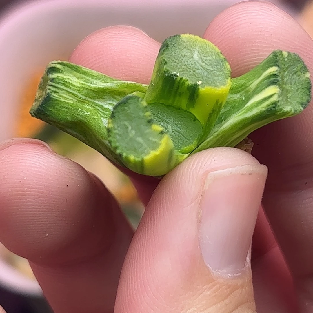 793南阿星锦十二卷多肉