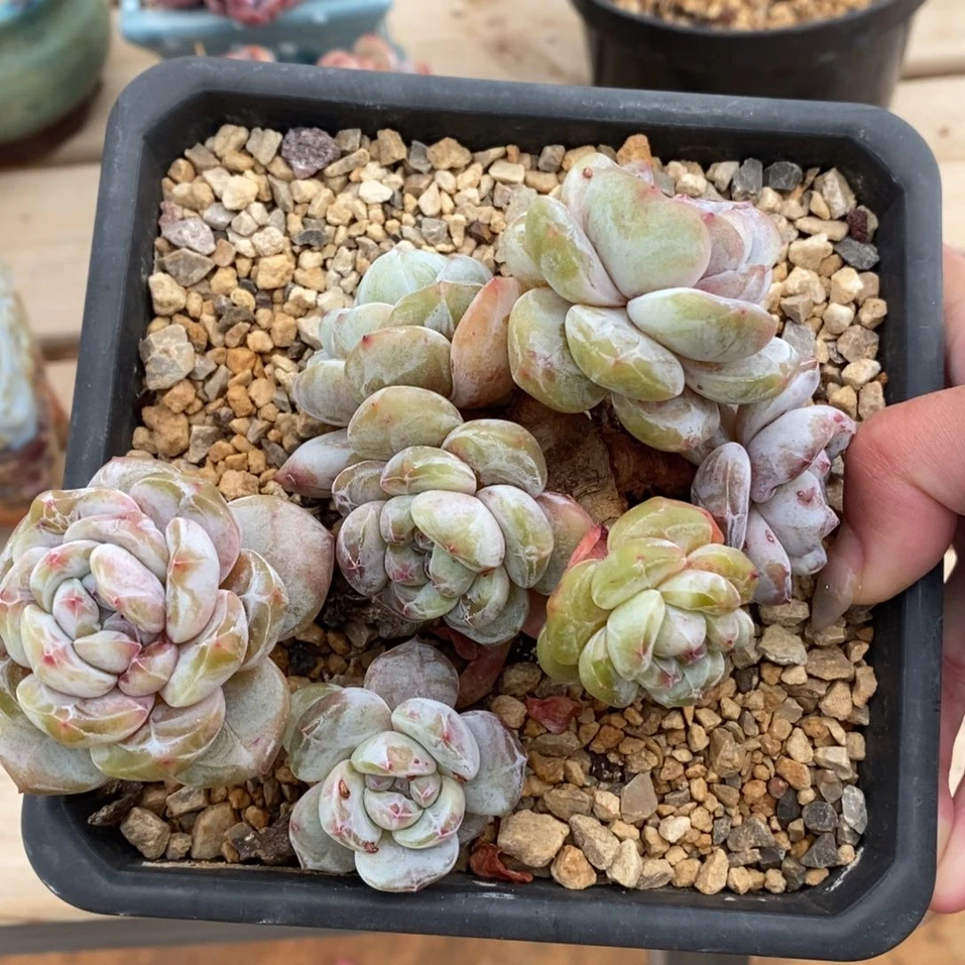 七头短肥圆大肥包子