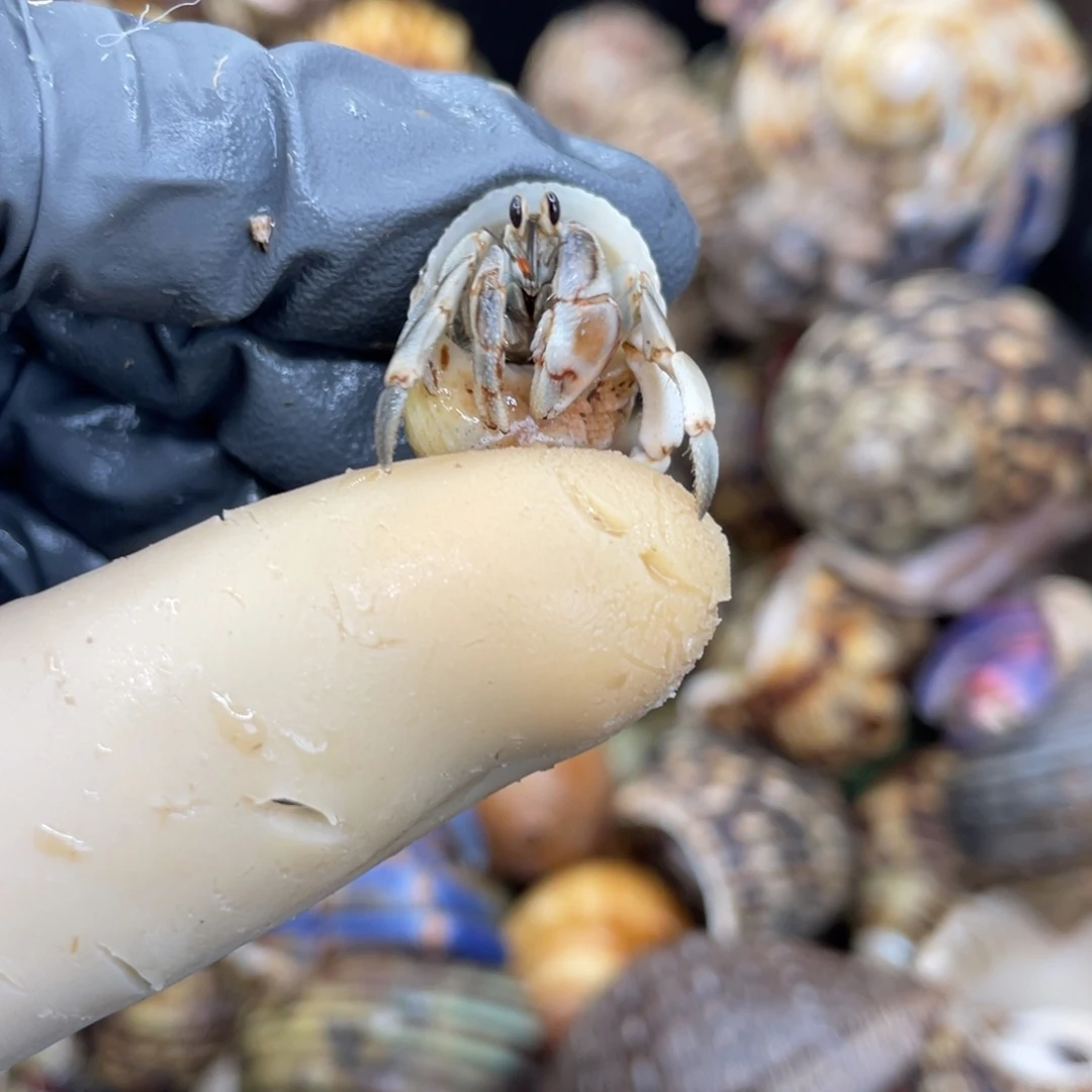 不退不换活体宠物84