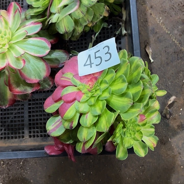 多肉植物福利453个