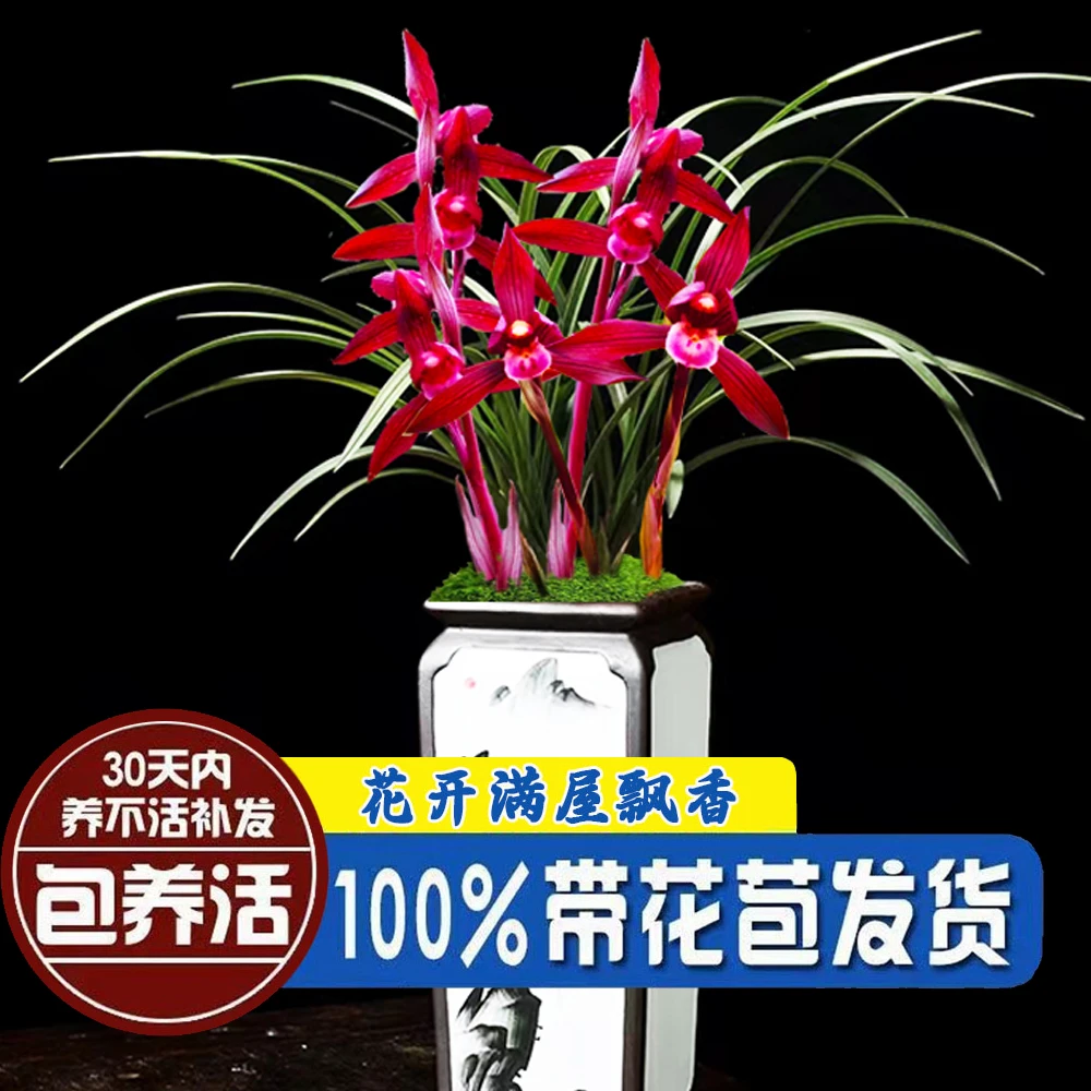 名贵兰花【带花苞】醉美人兰花盆栽室内办公室客厅绿植花卉好养易活