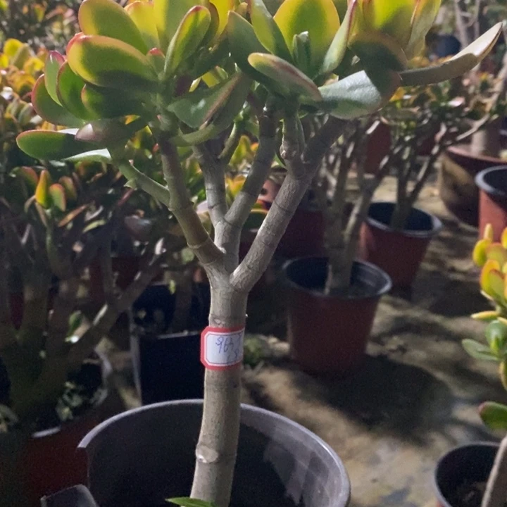 黄金花月一物一拍