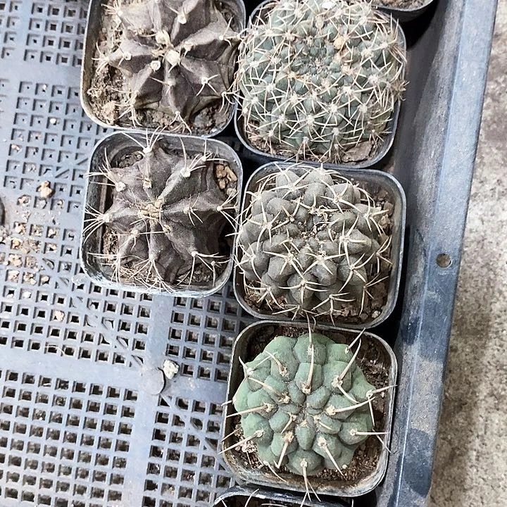 开播福利套餐9个2公分3公分左右