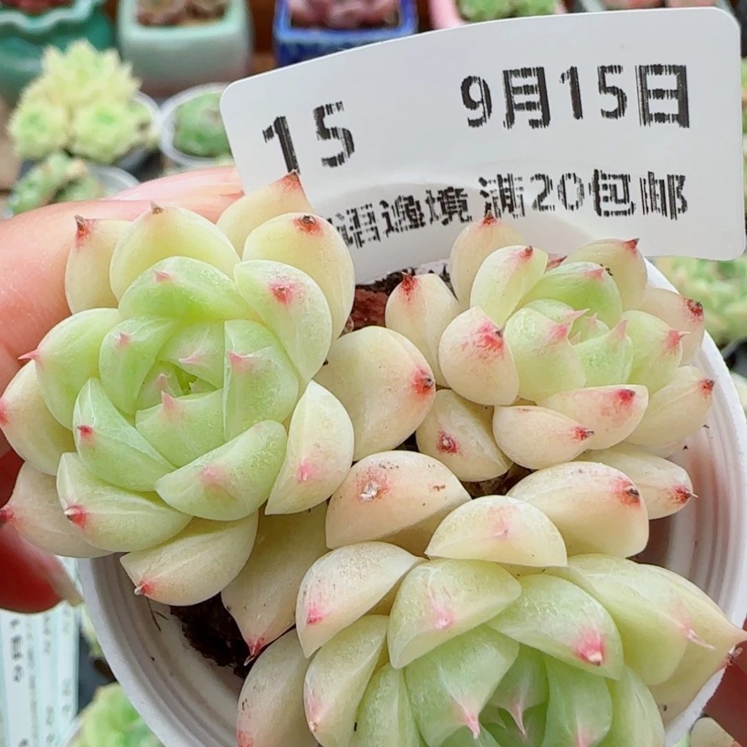 花语逸镜0915-15散